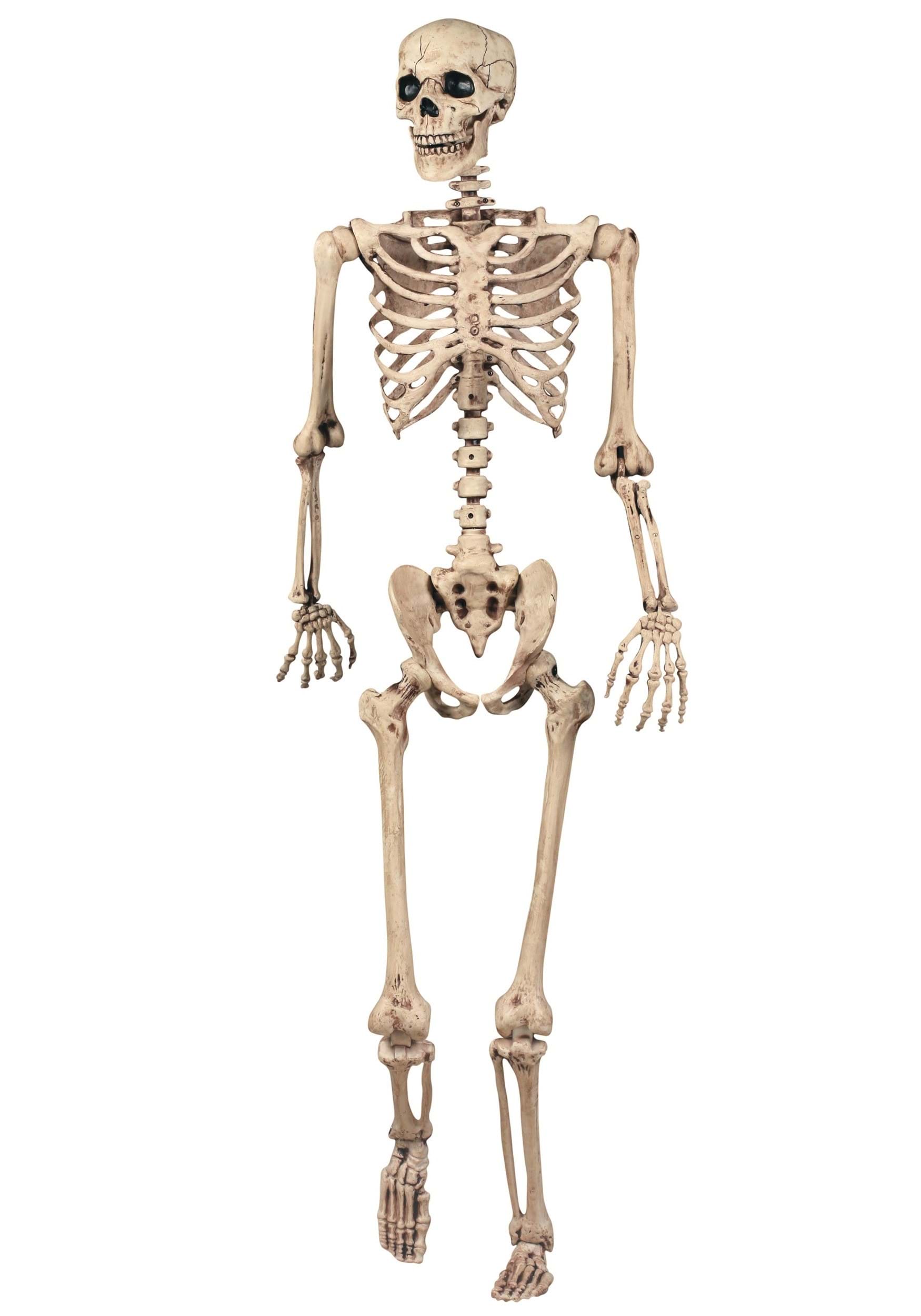 Realistic 5FT Poseable Skeleton Prop Decoration | Skeleton Decorations