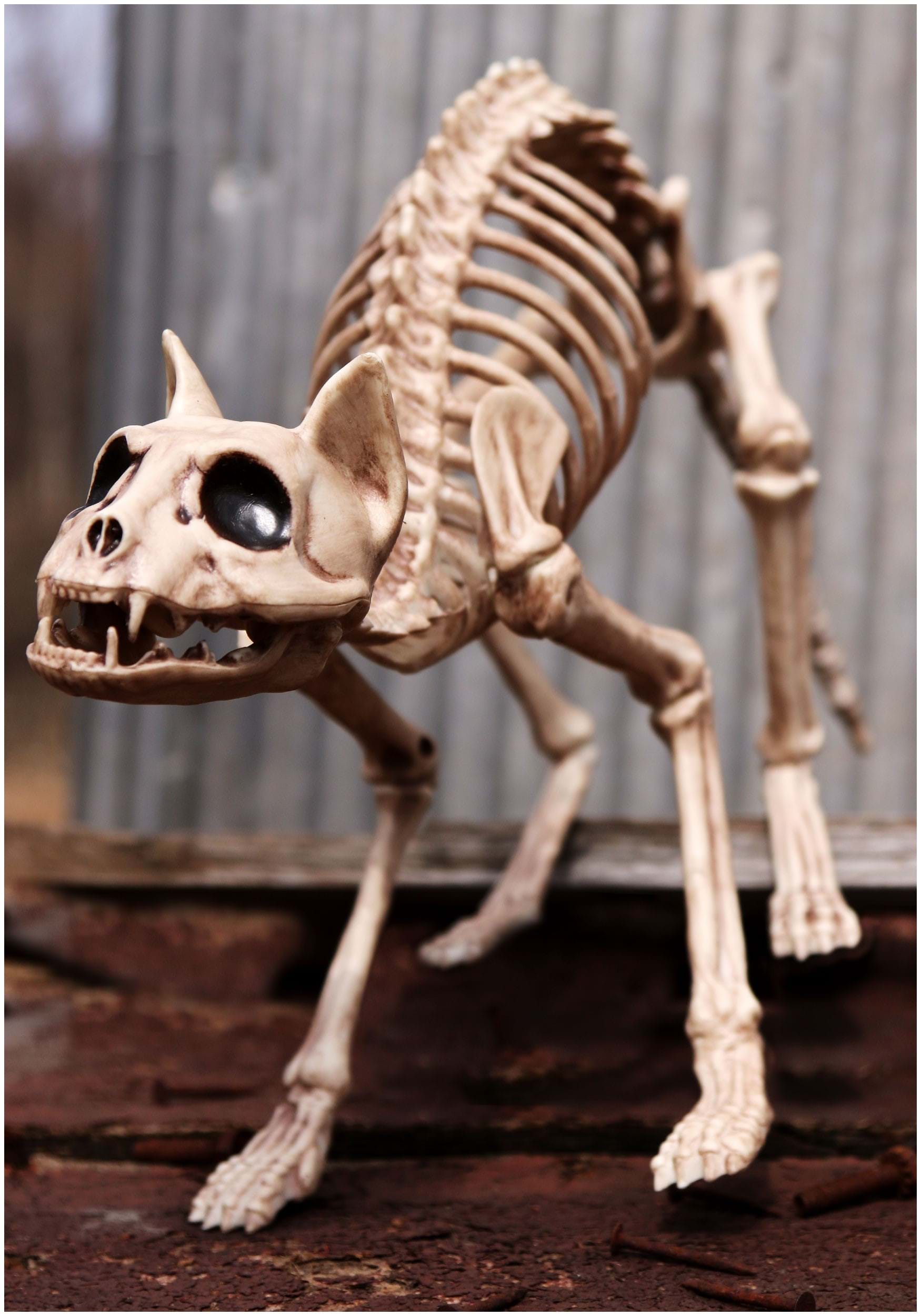 Halloween Decoration Skeleton Cat , Animal Decorations
