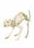 Skeleton Cat Alt 1