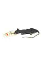 Deluxe Rat In Trap with Motion Decoration