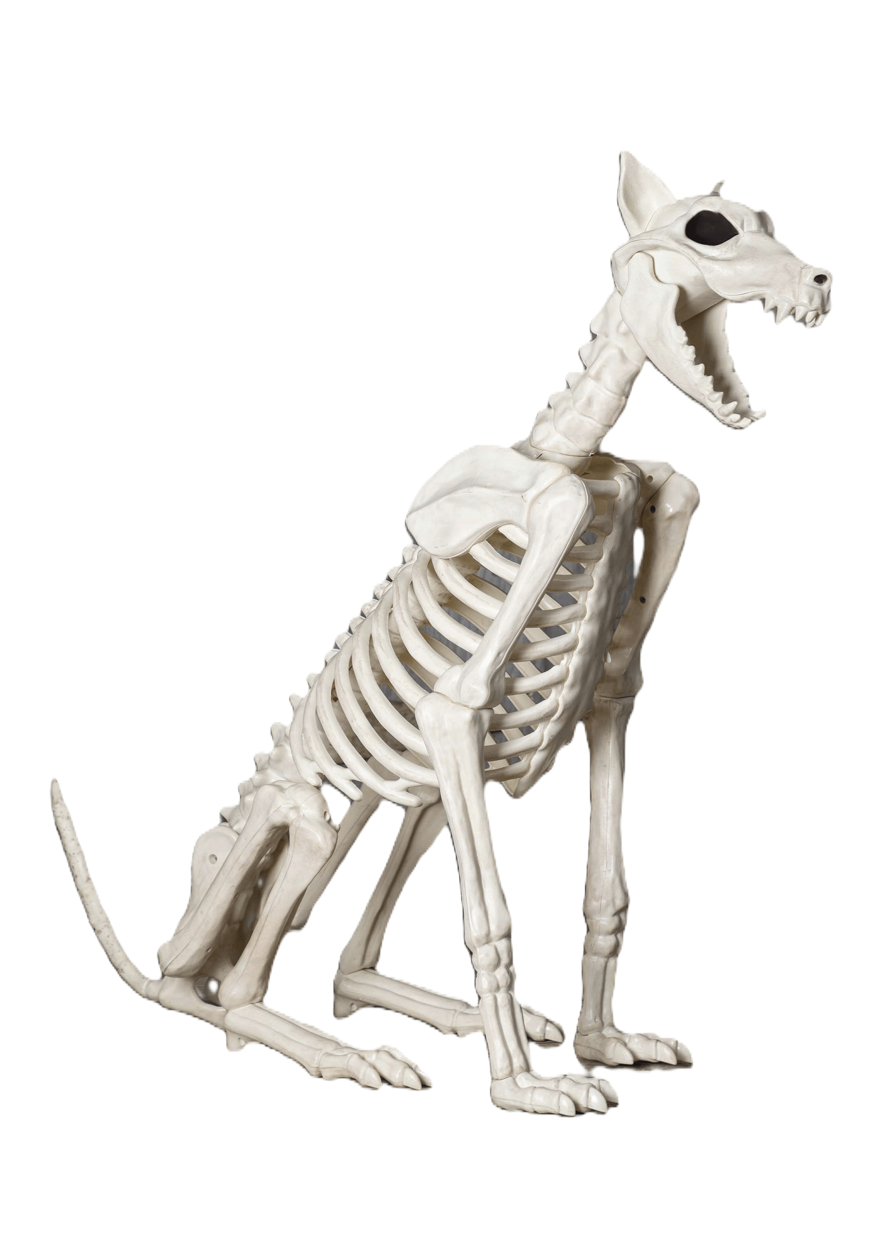 3.8FT Spike the Skeleton Dog Halloween Decoration | Animal Skeletons