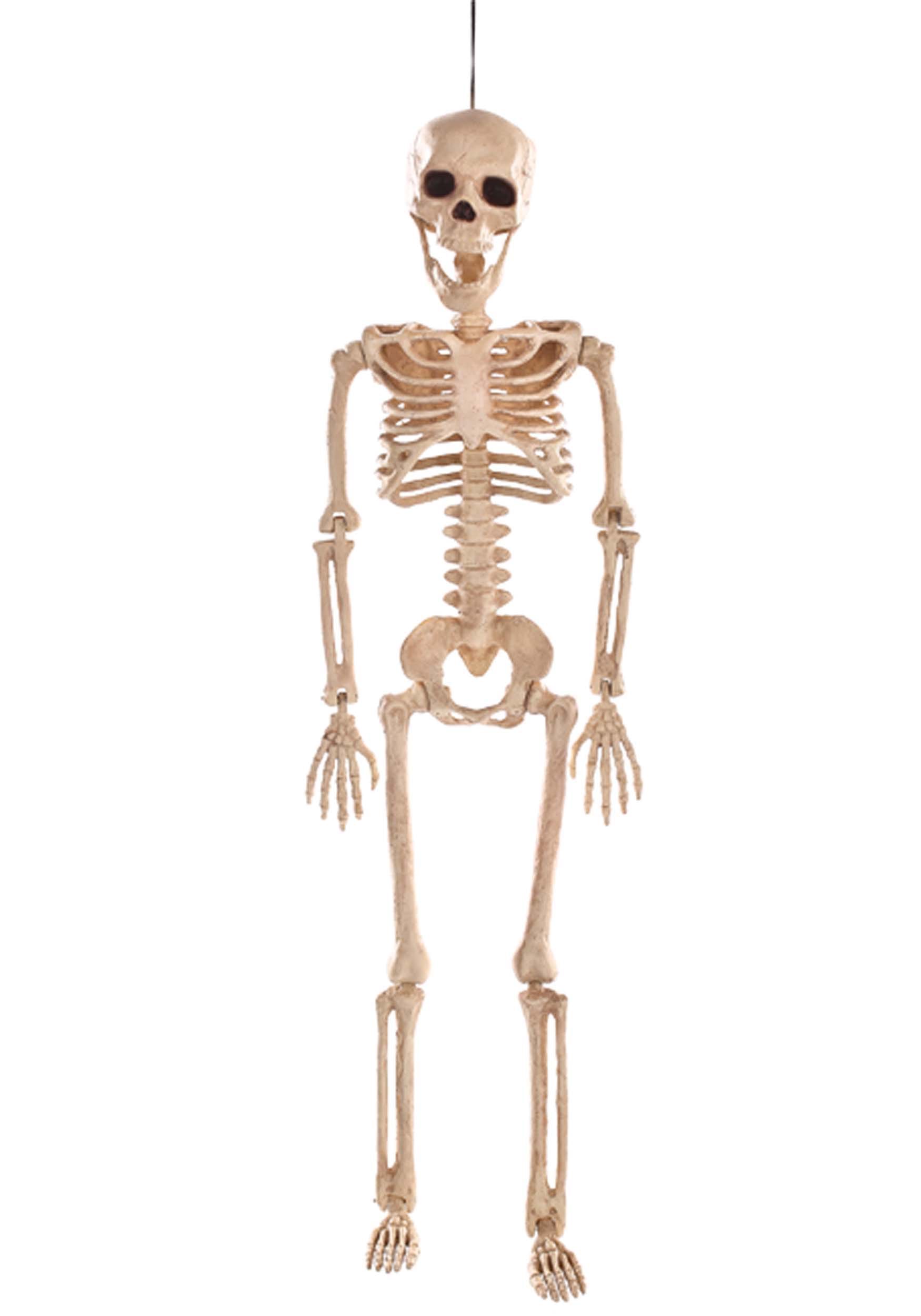 24 Inch Skeleton Prop , Posable Skeleton Decorations