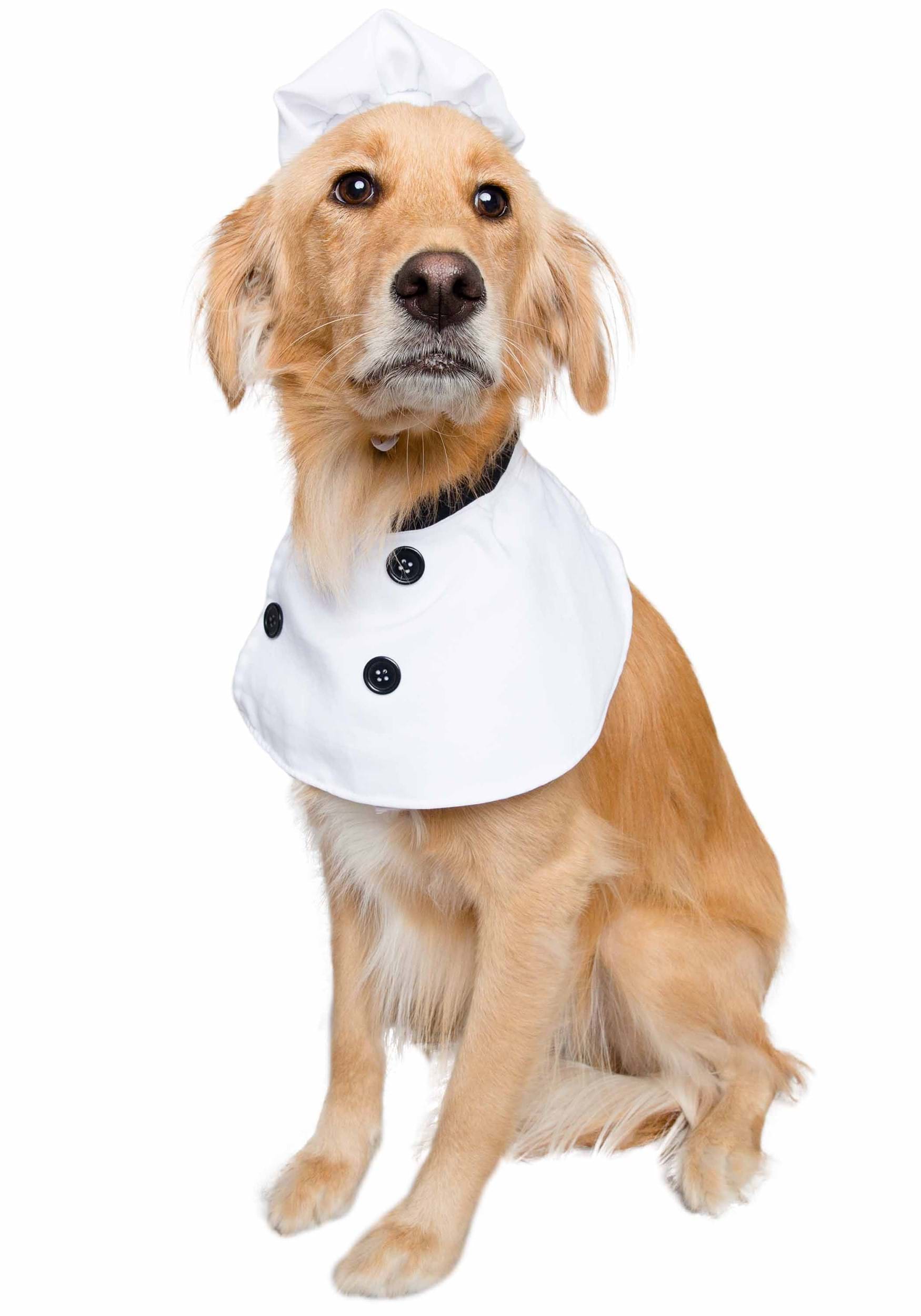 White Chef Pet Fancy Dress Costume