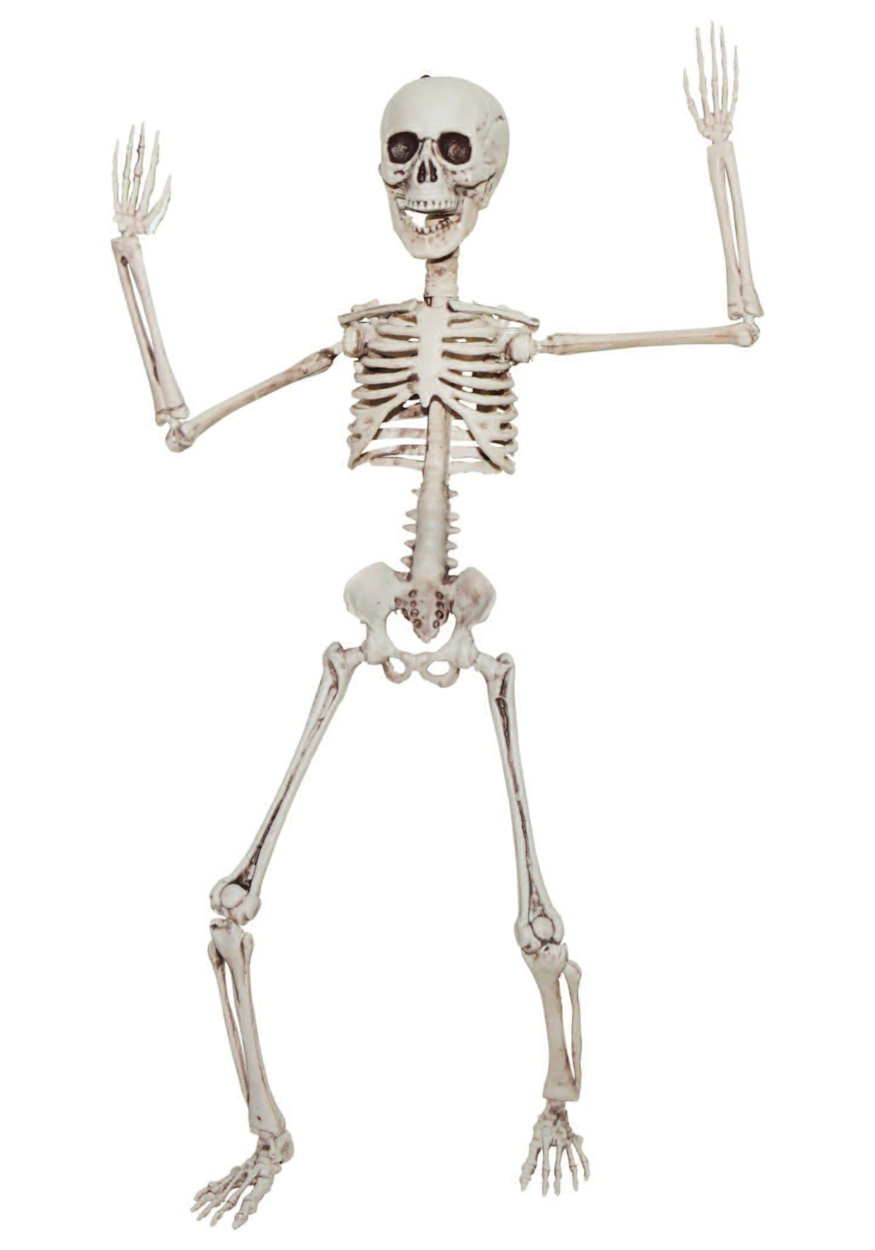 20 Inch Poseable Skeleton Decoration , Posable Skeletons